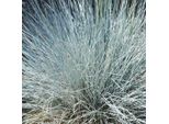6 X Festuca Glauca 'Uchte' | Vaso 9 Cm X 9 Cm