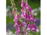 6 X Digitale Purpurea A Fiore Rosso - Digitalis Purpurea | Vaso 9Cm X 9Cm