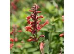 6 X Duftnesse - Agastache Ibrida 'Kudos Red' | Vaso 9 Cm X 9 Cm
