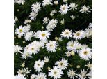 6 Cuscini Aster - Aster 'Kristina' | Vaso 9 Cm X 9 Cm