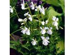 6 X Violetta Profumata - Viola Odorata 'Alba' | Vaso 9 Cm X 9 Cm