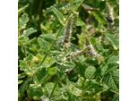 6 X Menta Variegata - Mentha Rotundifolia 'Variegata' | Vaso 9 Cm X 9 Cm