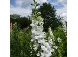 6 X Delphinium - Delphinium 'Casablanca' | Vaso 9 Cm X 9 Cm