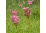 6 X Olmaria Dai Fiori Rossi - Filipendula Purpurea | Vaso 9Cm X 9Cm