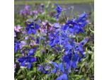 6 X Delphinium - Delphinium 'Voelkerfrieden' | Vaso 9 Cm X 9 Cm