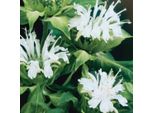6 X Monarda 'Schneewittchen' | Vaso 9 Cm X 9 Cm