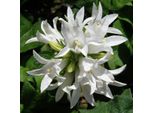 6 X Ciuffi Di Campanula - Campanula Glomerata 'Alba' | Vaso 9 Cm X 9 Cm