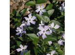 6 X Pervinca - Vinca Difformis | Vaso 9Cm X 9Cm
