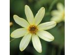 6 X Occhio Di Fanciulla A Fiore - Coreopsis Verticillata 'Moonbeam' | Vaso 9Cm X 9Cm