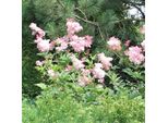 6 X Olmaria - Filipendula Rubra 'Venusta' | Vaso 9 Cm X 9 Cm