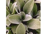 6 X Cotone Boll - Stachys Byzantina 'Cotone Ball' | Vaso 9 Cm X 9 Cm
