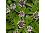 6 X Centaurea Montana 'Coerulea' | Vaso 9 Cm X 9 Cm
