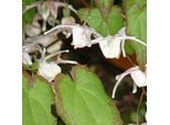 6 X Fiore Di Edera Normale - Epimedium Grandiflorum | Vaso 9Cm X 9Cm