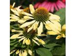 6 X Cappello Da Sole Finto - Echinacea Purpurea 'Sunrise' | Vaso 9 Cm X 9 Cm