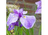 6 X Iris - Iris Ensata 'Activity' | Vaso 9 Cm X 9 Cm