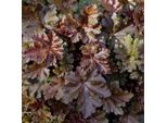 6 Campanelle Argentate - Heuchera 'Chocolate Ruffles' | Vaso 9 Cm X 9 Cm