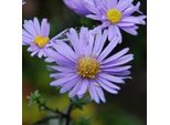6 X Aster Liscio - Aster Laevis 'Calliope' | Vaso 9 Cm X 9 Cm