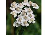6 X Achillea Millefolium - Vaso 9Cm X 9Cm