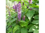 6 X Ortica Rugosa Profumata - Agastache Rugosa | Vaso 9Cm X 9Cm