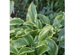 6 X Funkie - Hosta 'Ground Master' | Vaso 9 Cm X 9 Cm