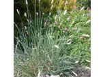 6 X Nido Di Erba Blu - Sesleria Nitida | Vaso 9Cm X 9Cm