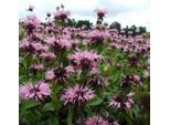 6 X Monarda 'Beauty Of Cobham' | Vaso 9 Cm X 9 Cm