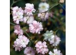 6 X Gypsophila Da Giardino - Gypsophila Repens 'Alba' | Vaso 9 Cm X 9 Cm