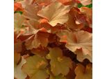 6 Campanule Viola - Heuchera 'Caramel' | Vaso 9 Cm X 9 Cm