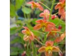 6 X Elfenblume Warleyense - Epimedium Warleyense | Topf 9Cm X 9Cm