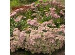 6 X Pinguicola Grande - Sedum 'Matrona' | Vaso 9 Cm X 9 Cm