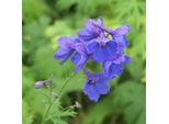 6 X Delphinium - Delphinium 'Bellamosum' | Vaso 9 Cm X 9 Cm