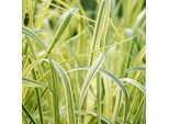 6 X Erba Dolce Da Giardino A Foglia Variegata - Glyceria Maxima 'Variegata' | Vaso 9 Cm X 9 Cm