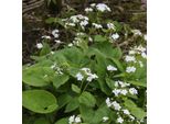 6 X Non Ti Scordar Di Me Del Caucaso - Brunnera Macrophylla 'Betty Bowring' | Vaso 9 Cm X 9 Cm