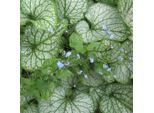 6 X Non Ti Scordar Di Me Del Caucaso - Brunnera Macrophylla 'Jack Frost' | Vaso 9 Cm X 9 Cm