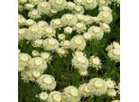 6 X Santolina - Santolina Chamaecyparissus 'Edward Bowles' | Vaso 9 Cm X 9 Cm