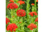 6 X Brennende Liebe - Lychnis Chalcedonica | Topf 9Cm X 9Cm