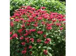 6 X Monarda 'Gardenview Scarlet' | Vaso 9 Cm X 9 Cm