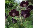 6 X Geranium Phaeum A Fiore Marrone - Geranium Phaeum | Vaso 9Cm X 9Cm