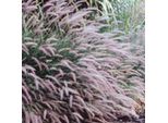 6 X Lampweed Viridescens - Pennisetum Viridescens | Vaso 9Cm X 9Cm