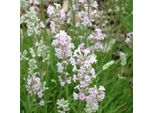 6 X Lavanda - Lavandula Angustifolia 'Rosea' | Vaso 9 Cm X 9 Cm