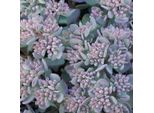6 X Piante Grasse - Sedum Cauticola 'Lidakense' | Vaso 9 Cm X 9 Cm