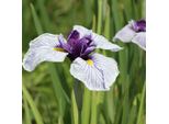 6 X Iris Ensata | Vaso 9Cm X 9Cm
