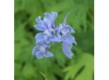 6 X Delphinium - Delphinium 'Cliveden Beauty' | Vaso 9 Cm X 9 Cm