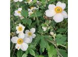 6 X Anemone Autunnale - Anemone 'Elfin Swan' | Vaso 9 Cm X 9 Cm