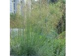6 X Erba Piuma Gigante - Stipa Gigantea | Vaso 9Cm X 9Cm