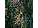 6 X Miscanto Cinese - Miscanthus Sinensis 'China' | Vaso 9 Cm X 9 Cm