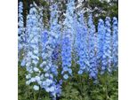 6 X Delphinium Del Pacifico - Delphinium 'Summer Skies' | Vaso 9 Cm X 9 Cm