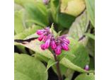 6 X Comfrey Rubrum Bastardo - Symphytum Rubrum | Vaso 9Cm X 9Cm