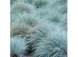 6 X Festuca Blu - Festuca Glauca 'Elijah Blue' | Vaso 9Cm X 9Cm