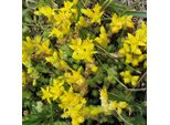 6 X Sedum Acre - Stonecrop Pungente - Vaso 9Cm X 9Cm